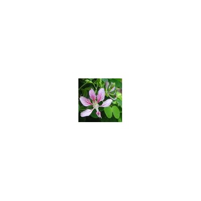 Bauhinia CORYMBOSA (Баугиния)