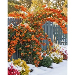 Саженцы Пираканта гибридная Оранж Чармер, арт.: 75012