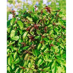 Саженцы Саженец Мята перечная Шоколад, арт.: 69823