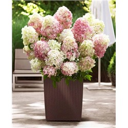 Саженцы Гортензия метельчатая Литл Блоссом, арт.: 9579