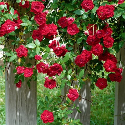 Роза почвопокровная Red Cascade "Ред Каскад"
