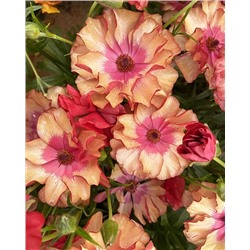 Лютик Баттерфляй Муза, арт.: 74623