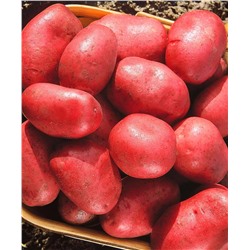 Семенной Картофель Утро раннее, арт.: 4075