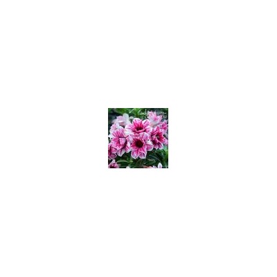 Adenium Obesum Double Flower STARRY NIGHT