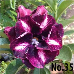 Adenium Obesum Double Flower THU THUY 2