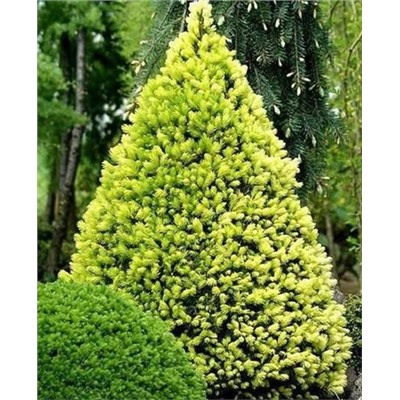 Саженцы Ель канадская Рэйнбоуз Энд, арт.: 30032