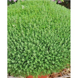 Саженцы Тимьян Фредо, арт.: 69290