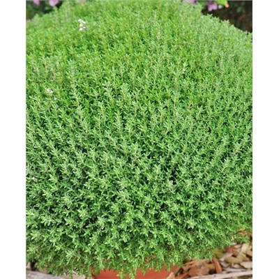 Саженцы Тимьян Фредо, арт.: 69290