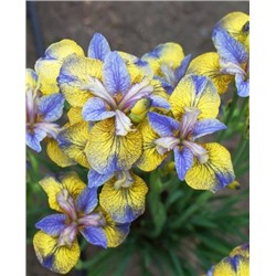 Луковицы (корни) Ирис сибирский Типпед ин Блю, арт.: 73230