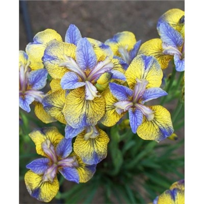 Луковицы (корни) Ирис сибирский Типпед ин Блю, арт.: 73230