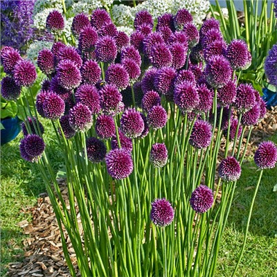 Allium Sphaerocephalon "Лук декоративный Круговой" 5шт