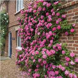 Саженцы Роза плетистая клаймбер Зефирин Друэн, арт.: 75304