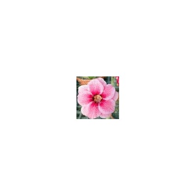 Adenium Obesum Double Flower NEW-126
