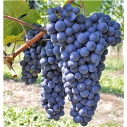 Виноград Агат Донской, арт.: 75118