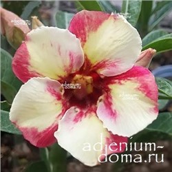 Adenium Obesum Desert Rose TC-213