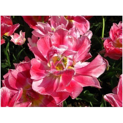 Тюльпан Up Pink "Ап Пинк" 5шт