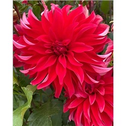 Клубни Георгин крупноцветковый Ред Лабиринт, арт.: 74604