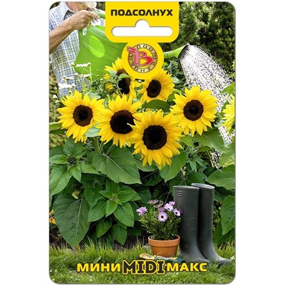 Подсолнух Мини-Макс F1 Миди