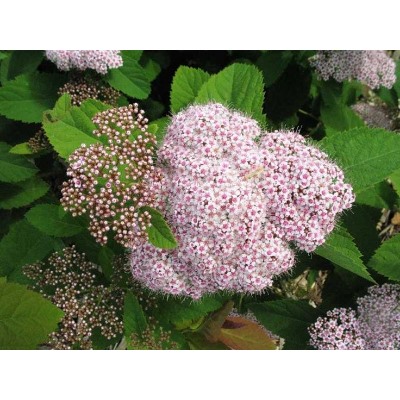 Спирея Фришиана Pink Parasols "Пинк Парасоль" Р9