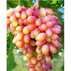 Саженцы Виноград Степановский юбилейный, арт.: 70269