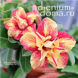 Adenium Obesum Double Flower NEW-166