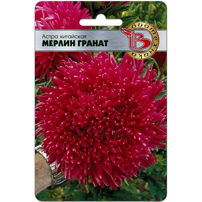 Астра китайская Мерлин Гранат