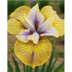 Луковицы (корни) Ирис сибирский Лайм Стрит Блюз, арт.: 74598