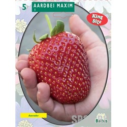 3емляника/Клубника Гигантелла Максим