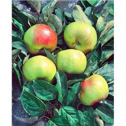 Саженцы Яблоня Брат Чудного, арт.: 20284