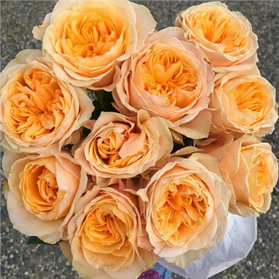 Victorian Peach "Викториан Пич"
