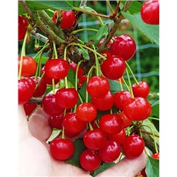 Саженцы Вишня кустовая Гномик, арт.: 74552