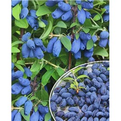 Саженцы Жимолость Бореалис, арт.: 73062