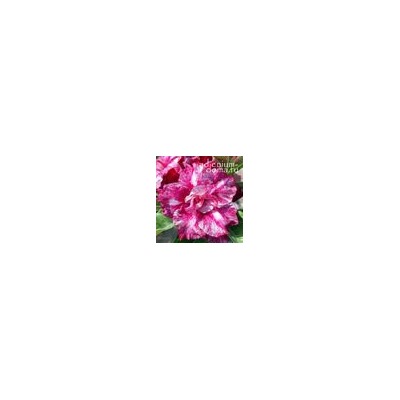 Adenium Obesum Double Flower TT 15 (mutation)