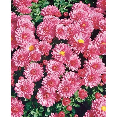 Саженцы Хризантема корейская Лелия, арт.: 1850