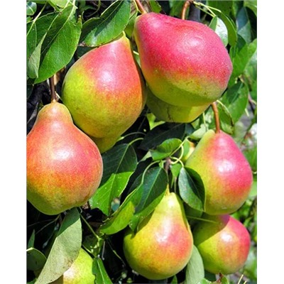 Саженцы Груша колонновидная Даликор, арт.: 69227