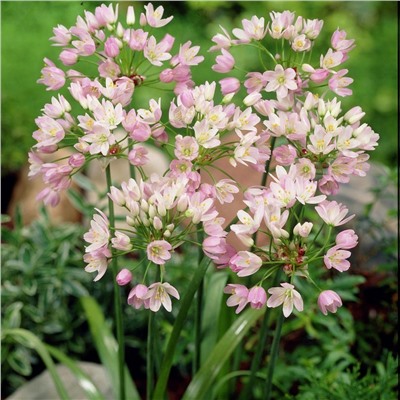 Allium Roseum "Лук декоративный Розеум" 5шт