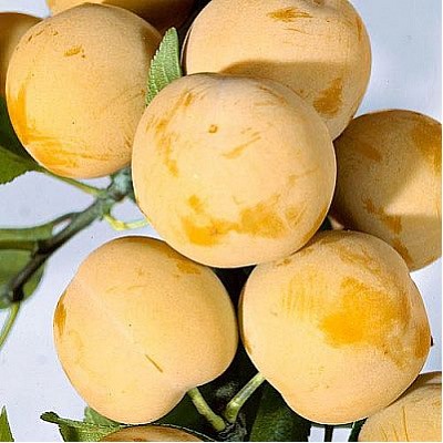 Слива Белая медовая