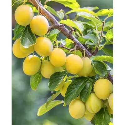 Саженцы Слива Ренклод колхозный, арт.: 73047