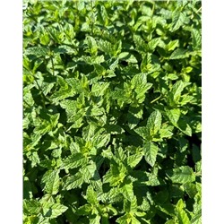 Саженцы Мята Лимонная, арт.: 74700