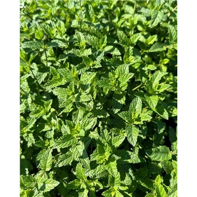 Саженцы Мята Лимонная, арт.: 74700