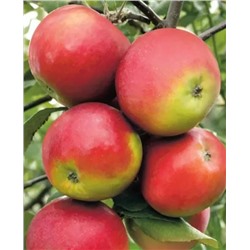 Саженцы Яблоня осенняя Анис Свердловский, арт.: 20164