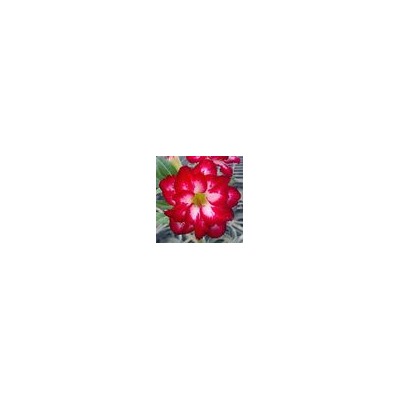 Adenium Obesum Double Flower NEW-52