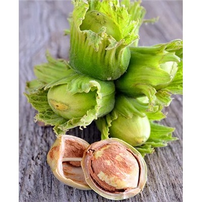 Саженцы Фундук Первенец, арт.: 69232