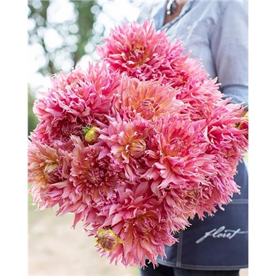 Клубни Георгин бахромчатый Омега, арт.: 74615