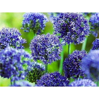 Allium Azureum "Лук декоративный Азуреум" 5шт