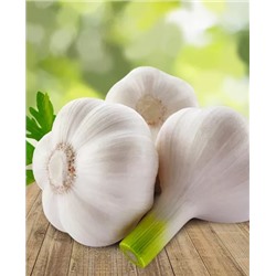 Чеснок озимый Скиф 10 шт, арт.: 1290