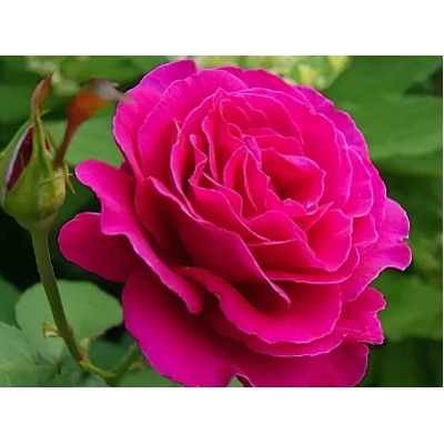Vien Rose "Малиновый звон"