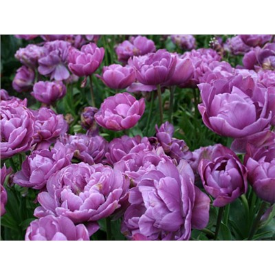 Тюльпан Lilac Perfection "Лайлек Перфекшн" 5шт
