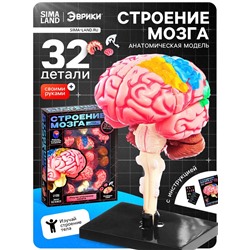 Набор для опытов «Строение мозга», анатомическая модель