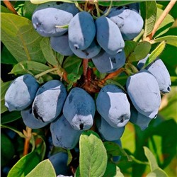 Жимолость Лори, арт.: 75080